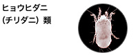 ヒョウヒダニ（チリダニ）
