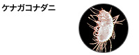 ケナガコナダニ
