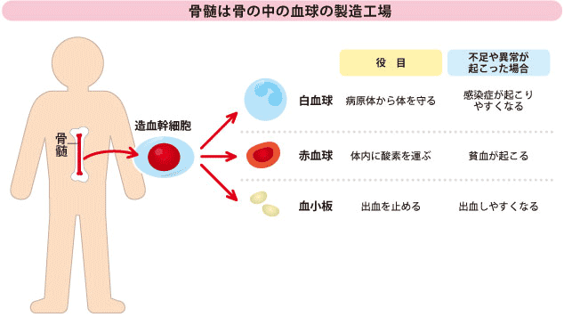 骨髄の図