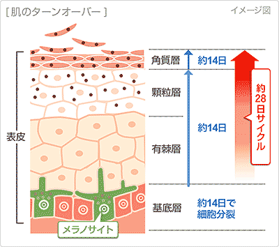 皮膚のターンオーバー