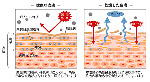 皮膚のバリア機能