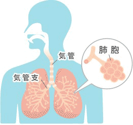 肺のイメージ