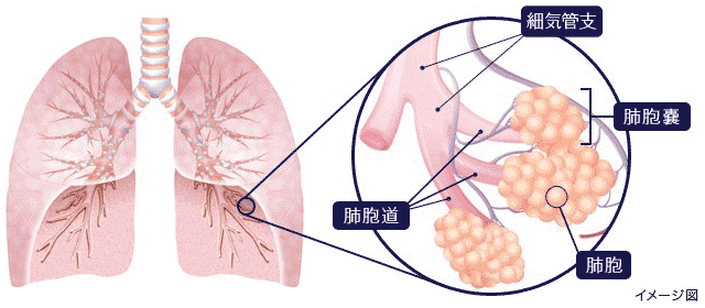 細気管支から肺胞