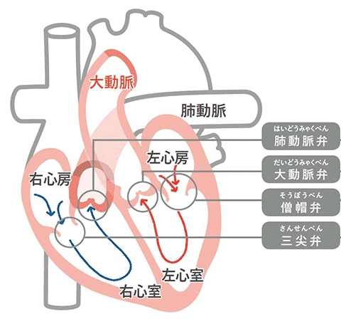 心臓の弁