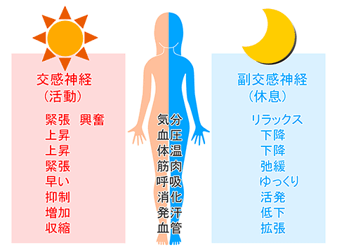 交感神経・副交感神経